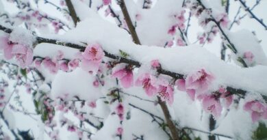 plante rezistente iarna in gradina