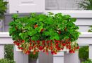Experimentează o cultură de căpșuni, crescute în ghiveci, în 6 pași simpli