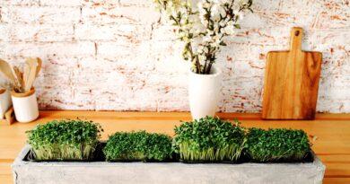 Plante ce pot fi cultivate în interiorul casei, pe tot parcursul anului. 23 de idei pentru grădinarii pasionați
