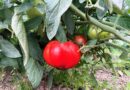 Căderea florilor și avortarea fructelor la roșii. 9 metode pentru a evita aceste efecte la tomate