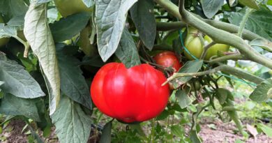 Căderea florilor și avortarea fructelor la roșii. 9 metode pentru a evita aceste efecte la tomate