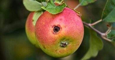 Tratamentele obligatorii de toamnă în livadă pentru mere sănătoase, fără viermi