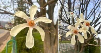magnolie cu 6 petale