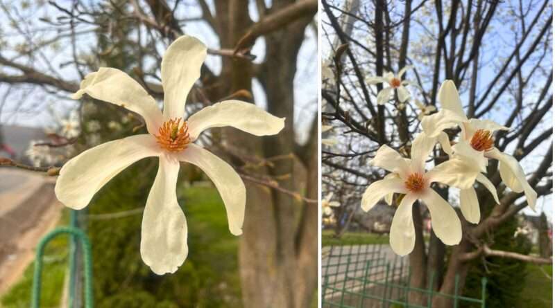 magnolie cu 6 petale